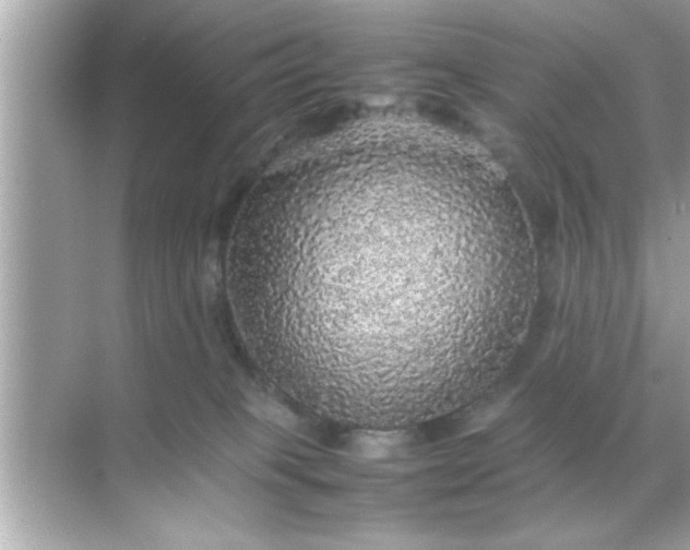 X0000070850085200606302031