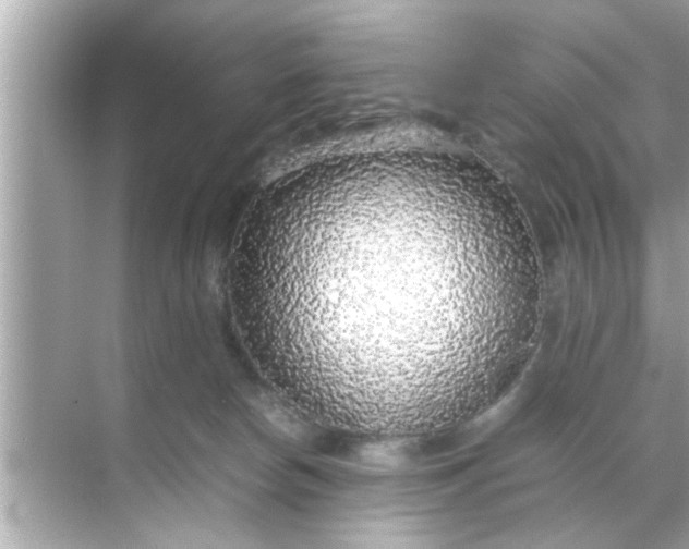 X0000070850178200606302029