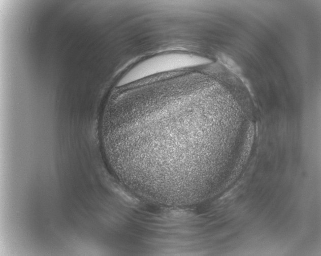X0000070850249200606302027