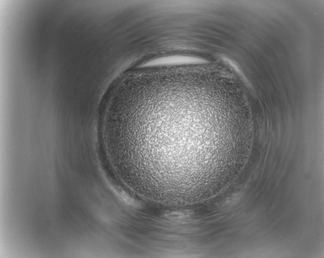 X0000070850447200606302024