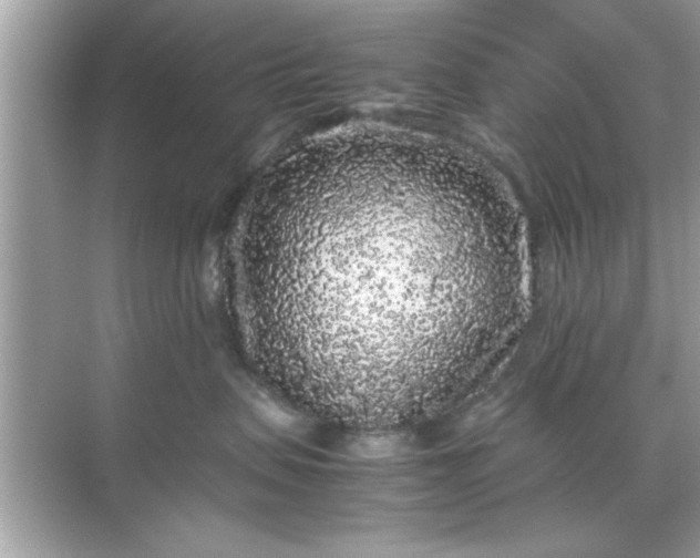 X0000070850479200606302025