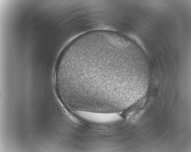 X0000070851125200606302013