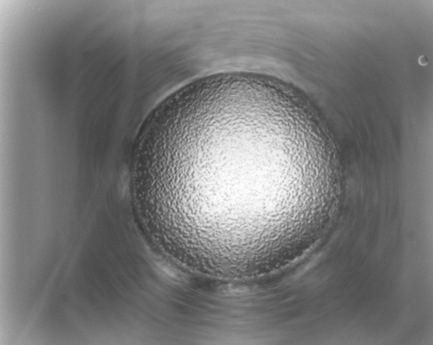 X0000070851505200606302006