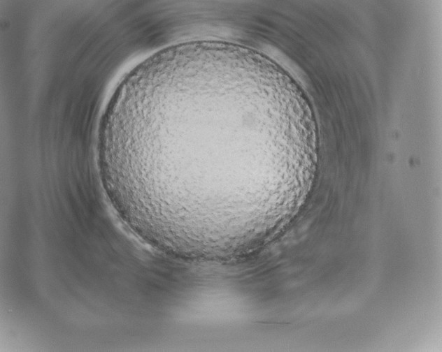 X0000070851104200607071826