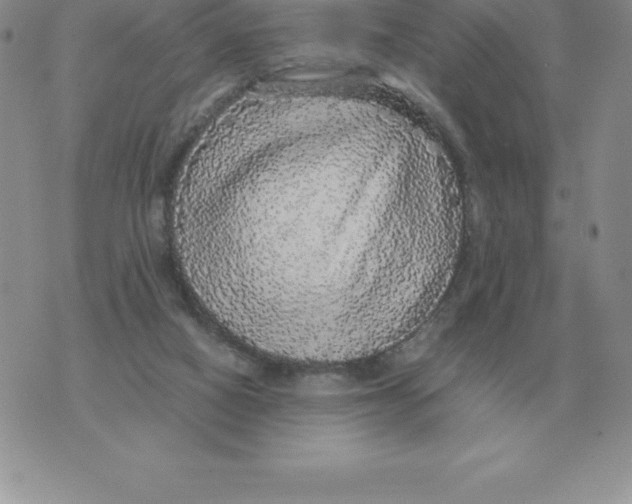 X0000070850066200607150041