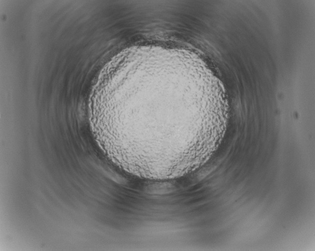 X0000070850081200607150041