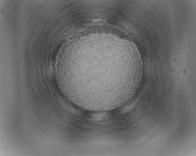 X0000070850085200607150041