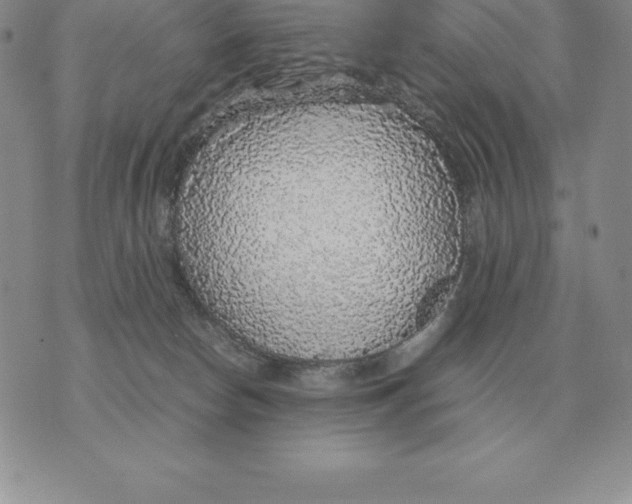 X0000070850178200607150040