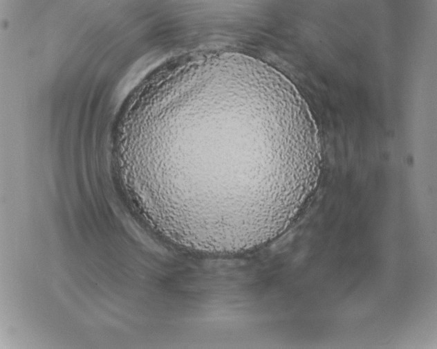 X0000070850242200607150038