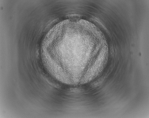 X0000070850259200607150038