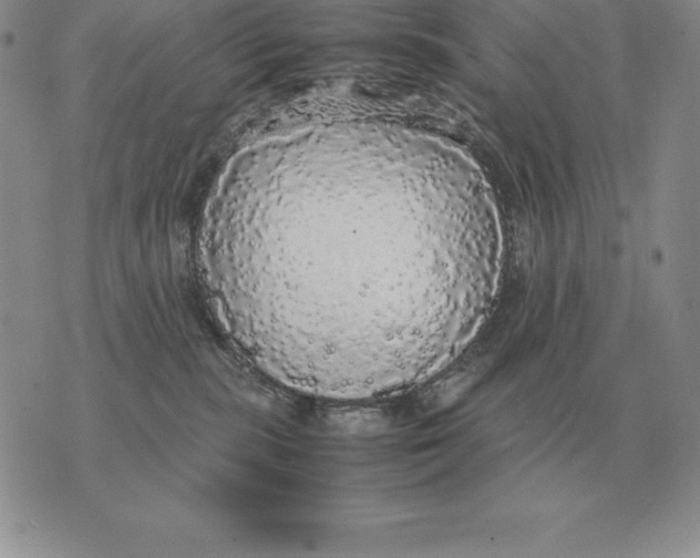X0000070850283200607150038