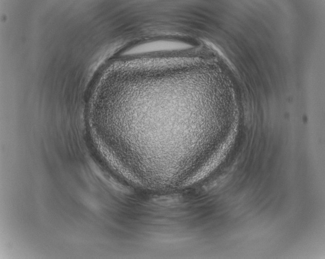 X0000070850447200607150035
