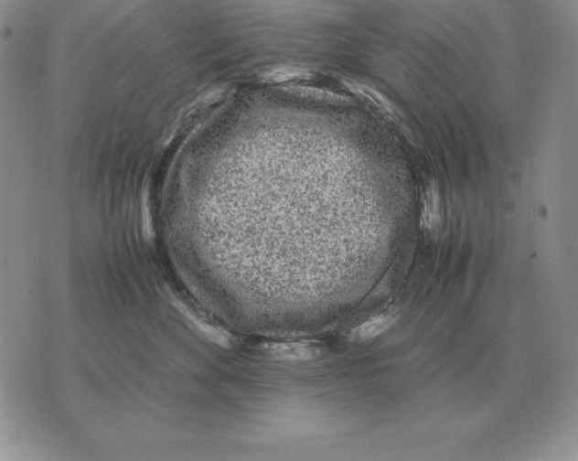 X0000070850524200607150034