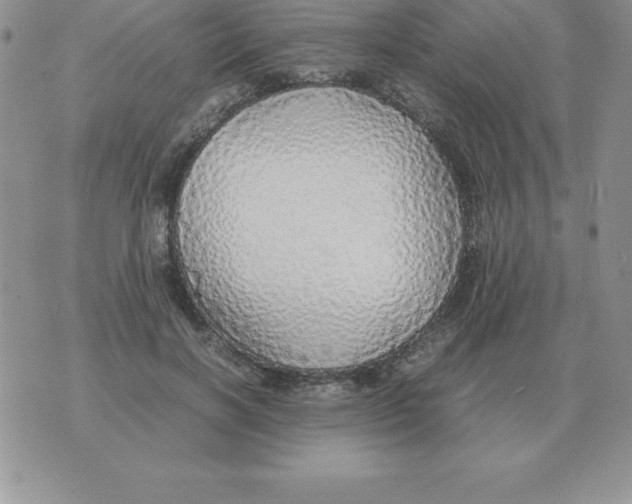 X0000070850646200607150032