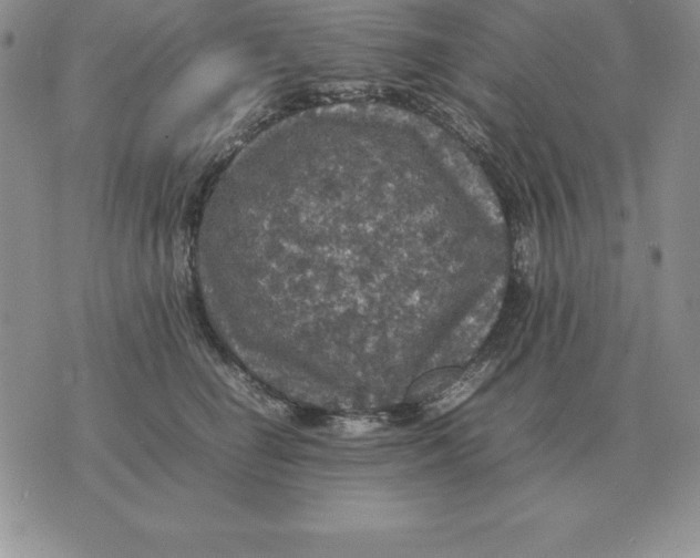 X0000070850662200607150032