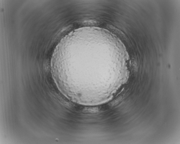 X0000070850665200607150032