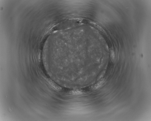X0000070850668200607150032