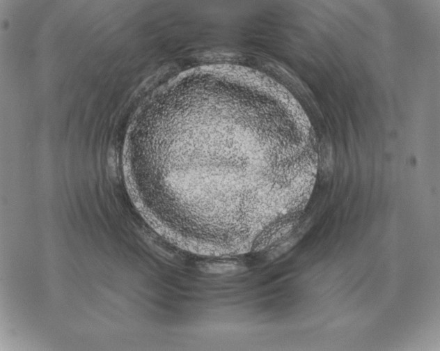X0000070850669200607150032