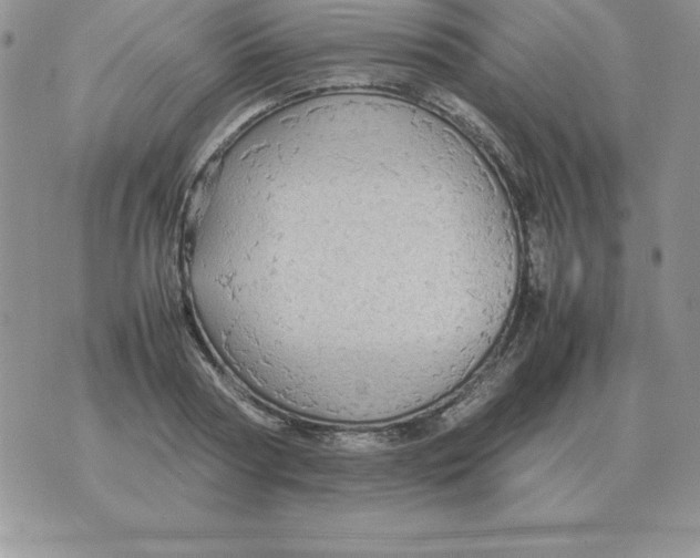 X0000070850794200607150029