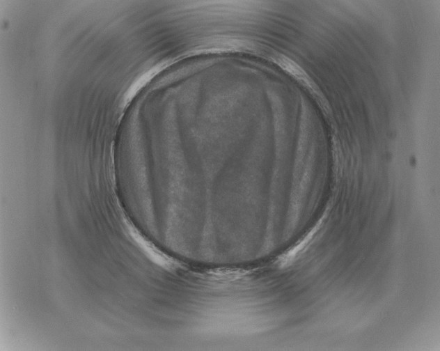 X0000070850842200607150029