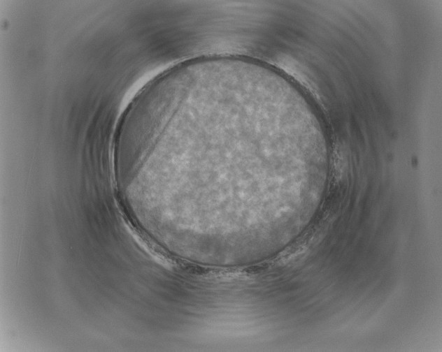 X0000070850886200607150028