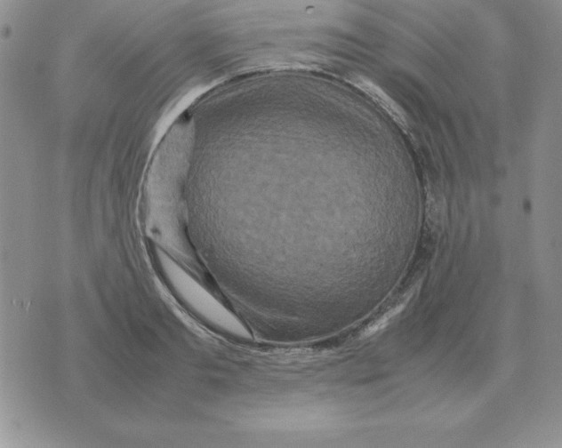X0000070850893200607150028