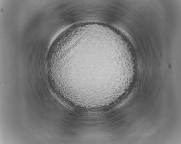 X0000070850933200607150027