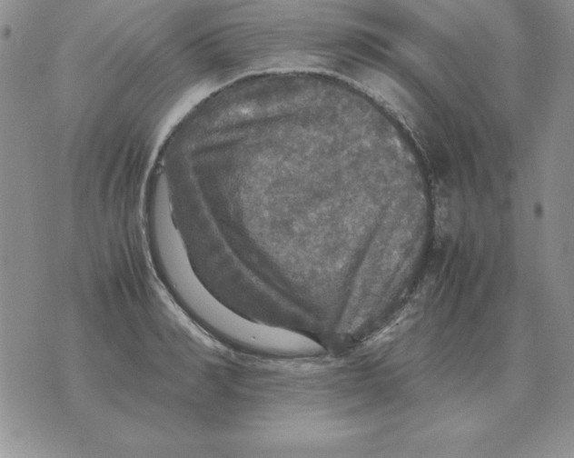 X0000070850990200607150026