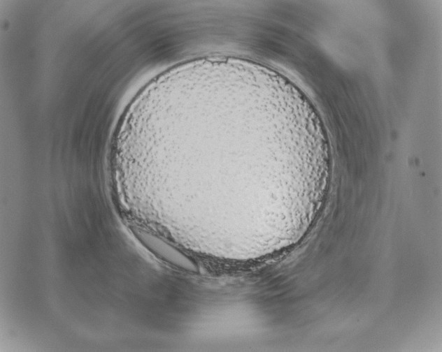 X0000070851056200607150026