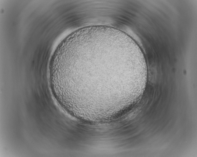 X0000070851096200607150024