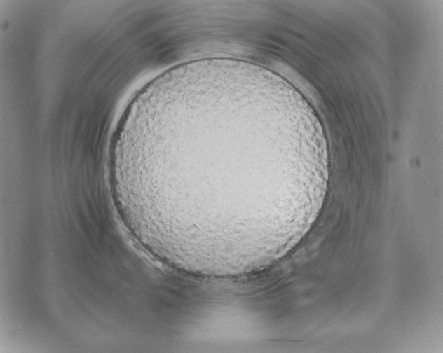X0000070851104200607150024