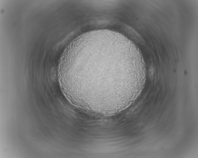 X0000070851204200607150022