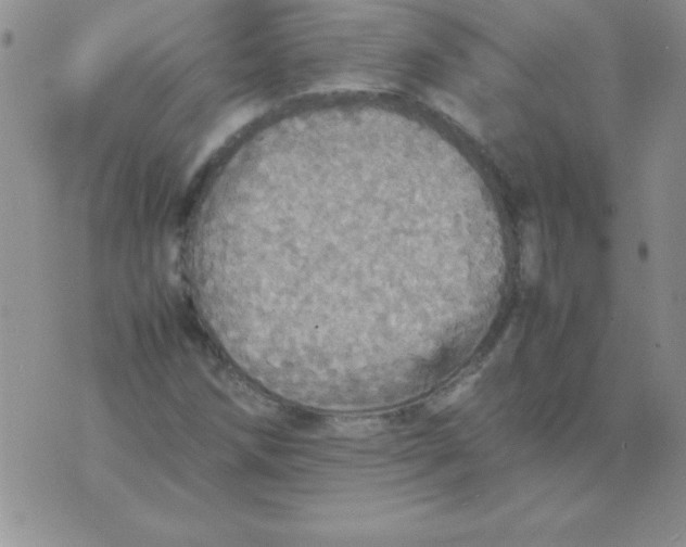 X0000070851258200607150022