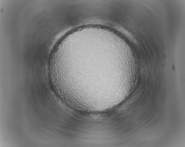 X0000070851264200607150022