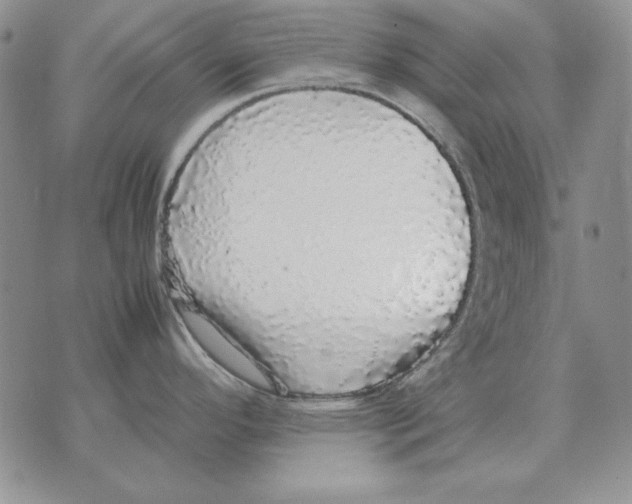X0000070851296200607150021
