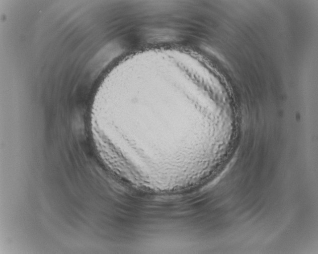 X0000070851305200607150021