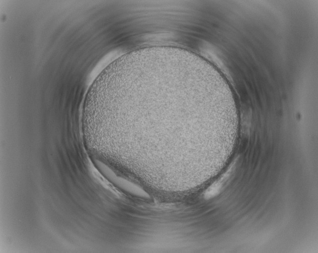 X0000070851386200607150020