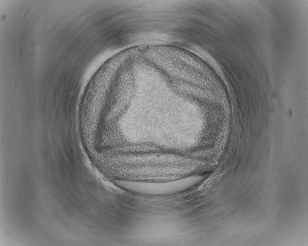X0000070851488200607150018