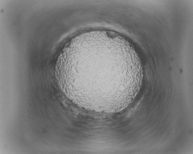 X0000070851494200607150017