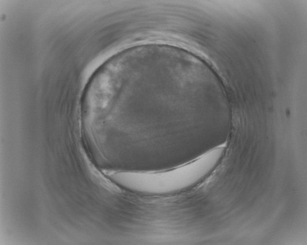 X0000070851522200607150018