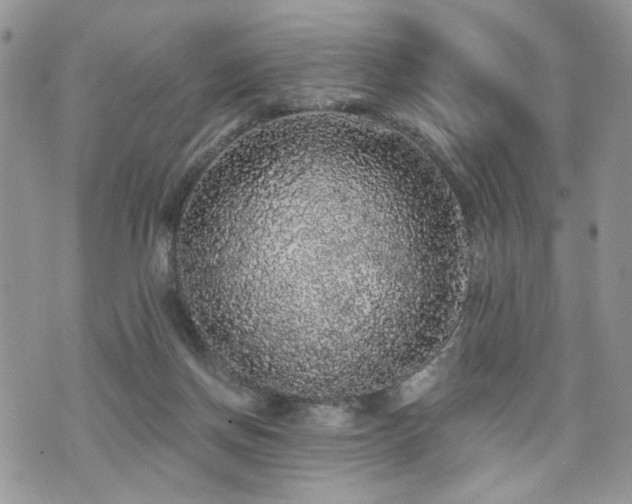 X0000070860166200606161149