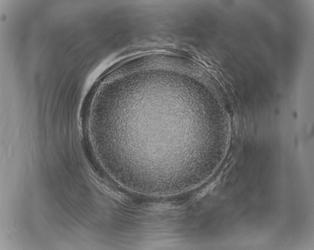 X0000070860246200606161147