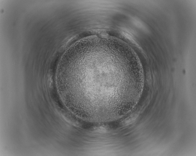 X0000070860259200606161148