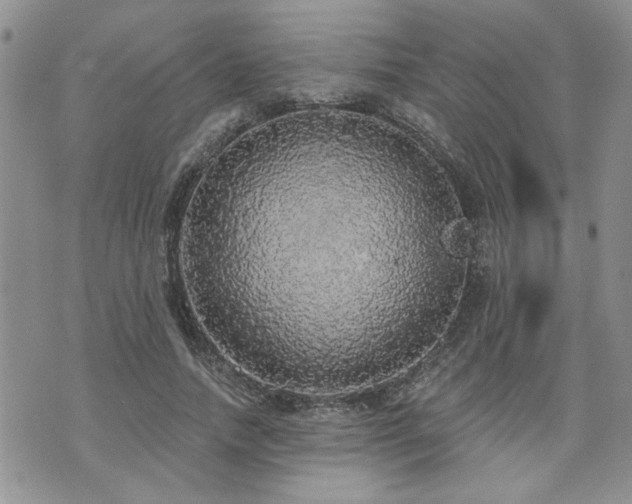 X0000070860738200606161139