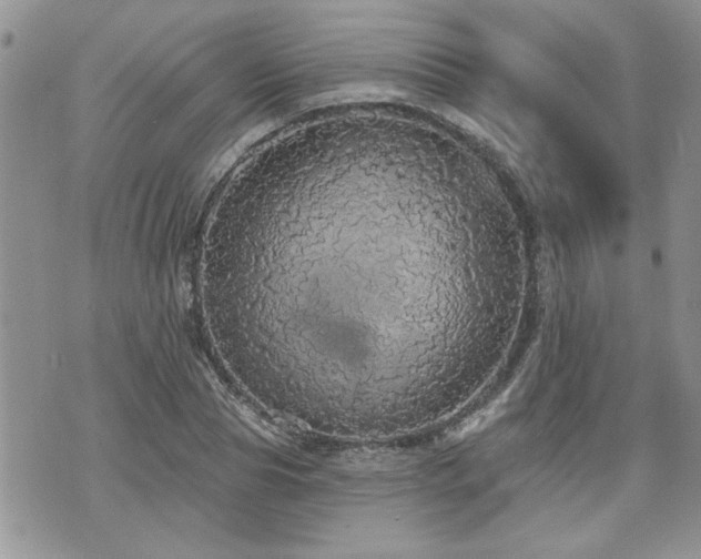 X0000070860929200606161136