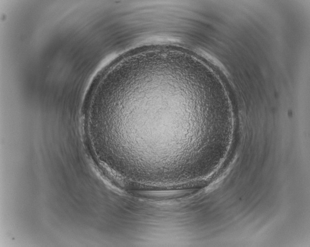 X0000070861029200606161135