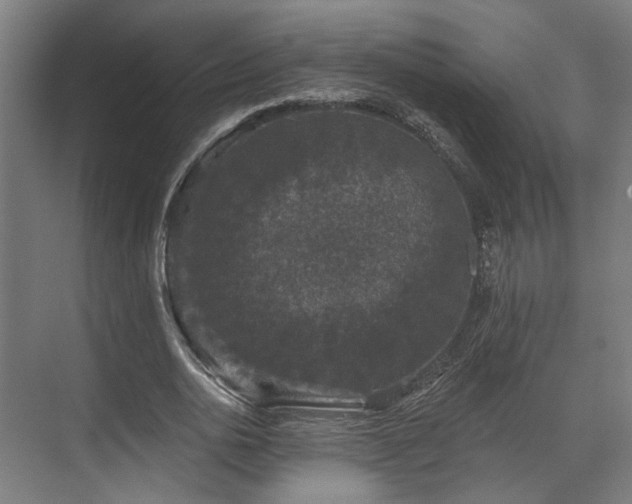 X0000070860726200606191315