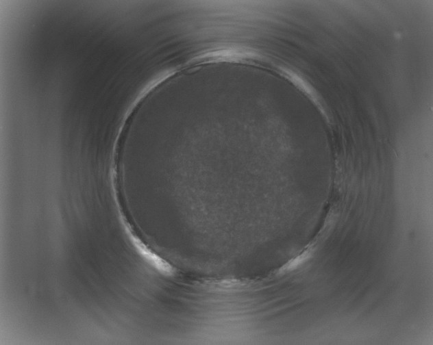 X0000070861042200606191311