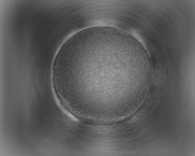 X0000070861096200606191310