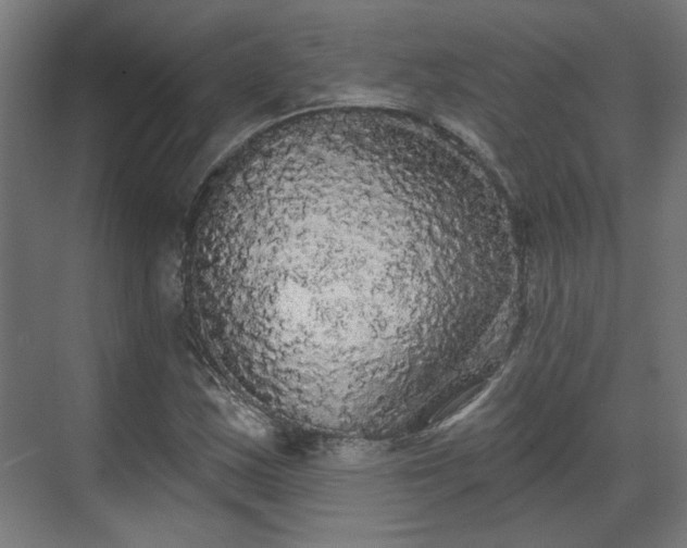 X0000070861163200606191309